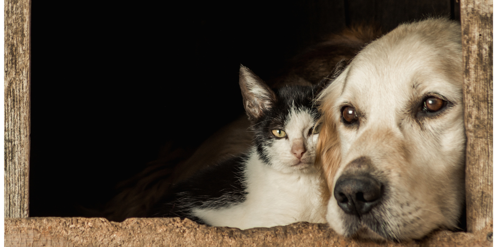 Black and white cat snuggled up with dog