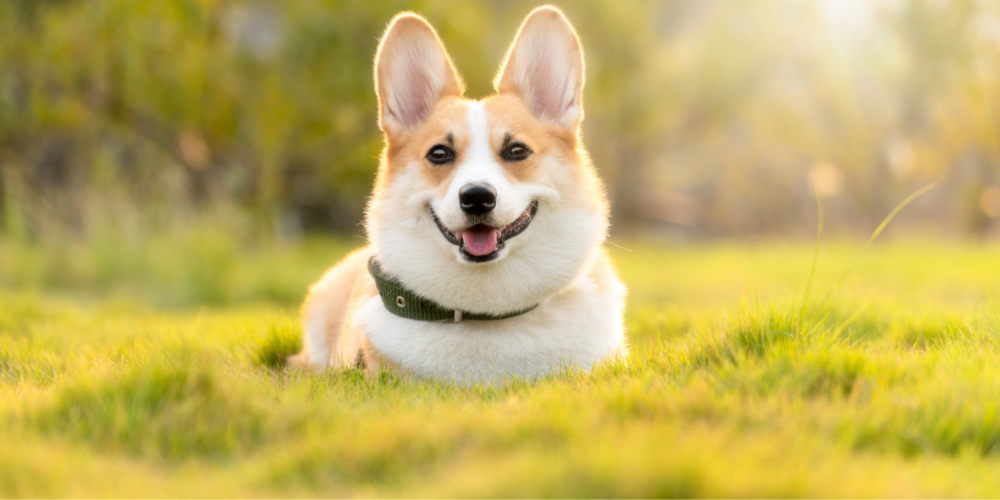 Corgi playing in field of grass