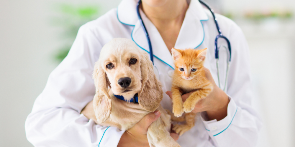 Vet with cat and dog