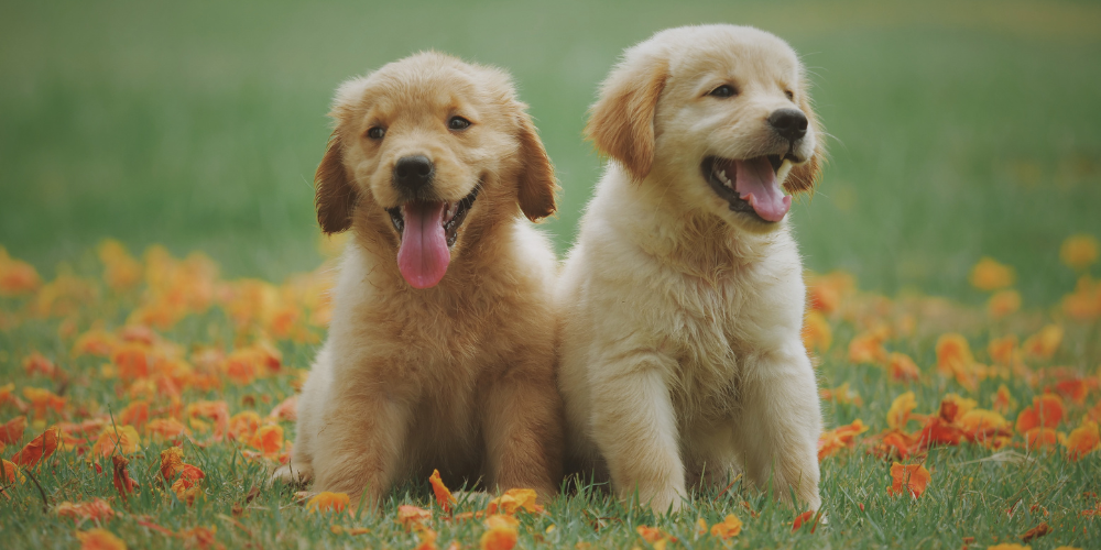 Two puppies playing together