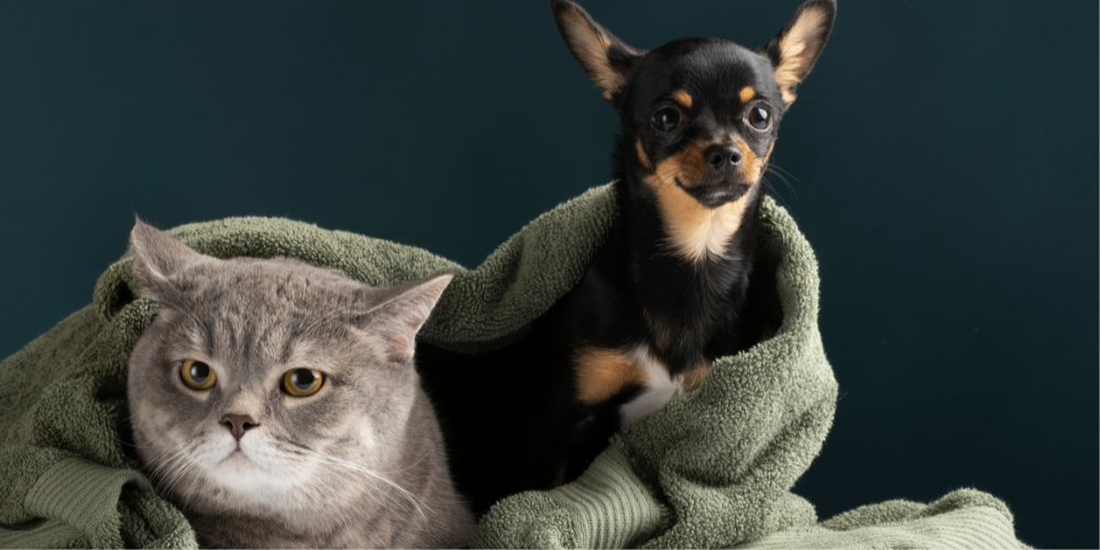 Cat and Dog in Blanket