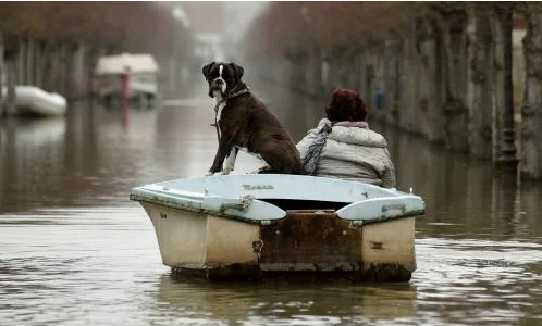 Dog on boat in flood water