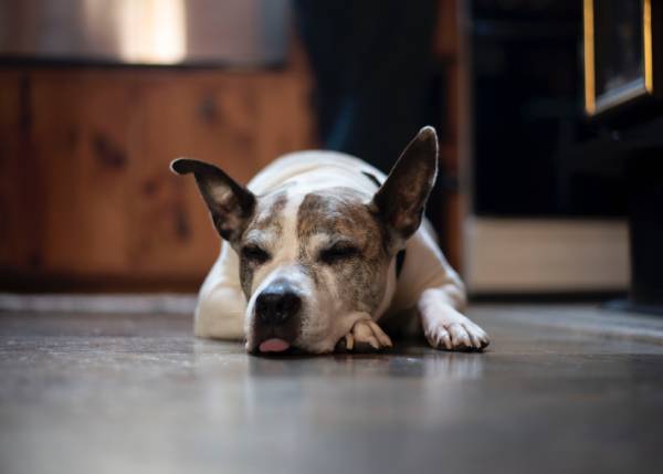 A brown and white dog is poking the tip of it's tongue out and is resting it's head on its paw