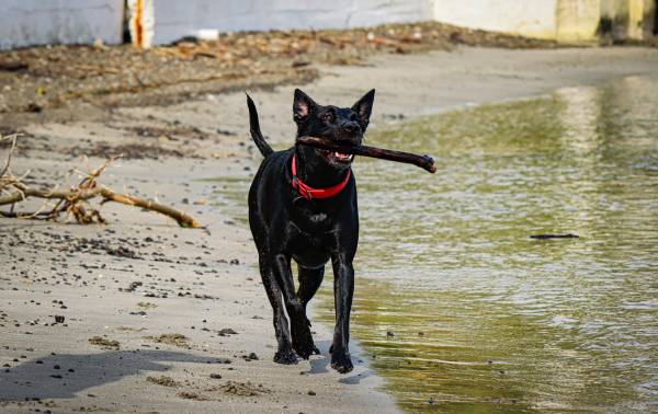 A black dog with a red collar is happily carrying a stick in their mouth as they walk next to some water