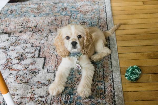 A sweet little dog is resting on a rug next to their green and white knot toy