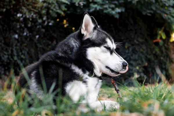A black and white dog with it's eyes closed is lying on grass