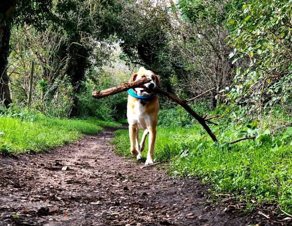 A dog is carrying a large stick in its mouth as it walks down a path in a forest