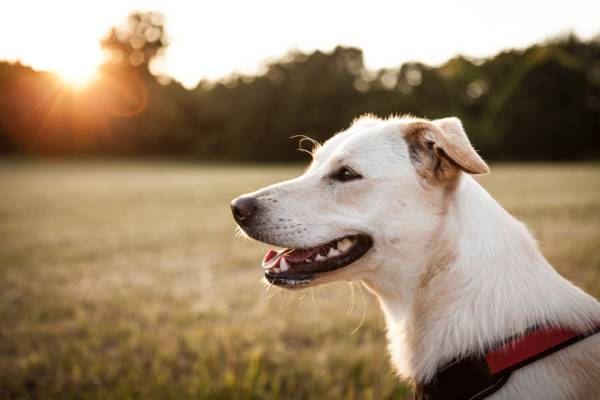A dog in a red collar is looking out over a grassy field with the sun in the background