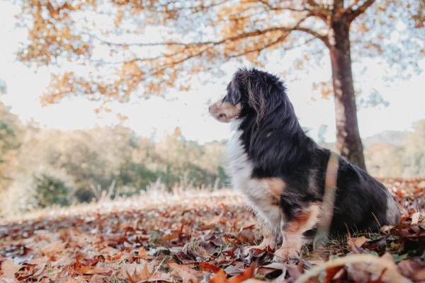 A dog is sitting down outside looking off into the distance and is surrounded by fallen leaves