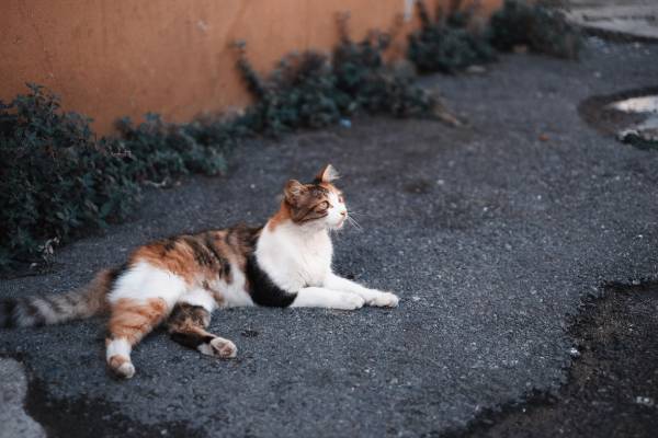 A multi-coloured cat is lying on bitumen in front of a brown wall