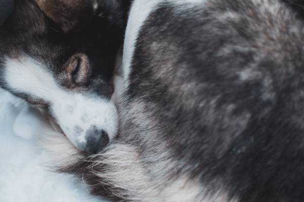 A close up photo of a fluffy dog all curled up enjoying a nap