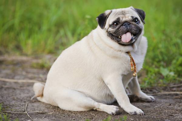 An overweight pug is sitting on dirt beside green grass