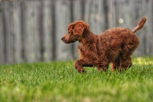 A fluffy brown dog is captured mid run around a grassy yard [coronavirus and your pet]