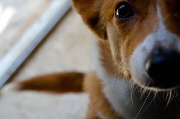 A close up photo of one half of a Corgi that is looking at the camera