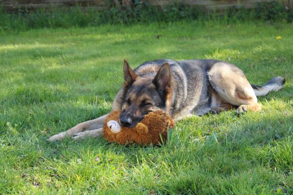 A worn out German Shepherd is sleeping on the grass and is resting their head on their soft toy