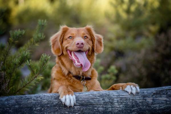 A brown dog with its tongue out has it's paws up on a log
