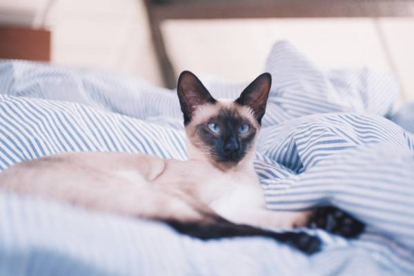 A brown and cream Siamese is lying on some very comfy looking blue and white striped bedding