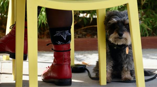 A small dog is hiding underneath a yellow chair next to it's owners legs