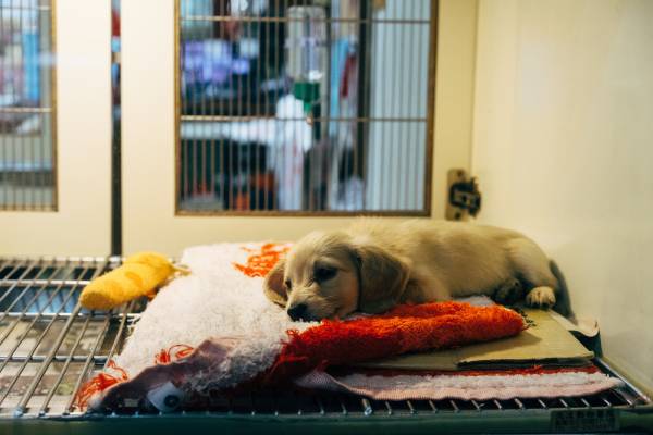 A small puppy is lying on a blanket surrounded by toys in a cage at a veterinarians office