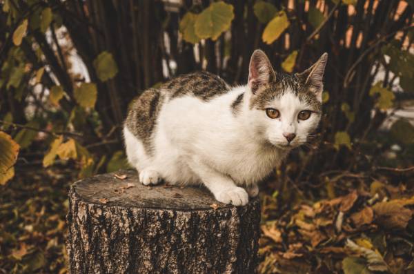A white and brown cat is perched on a log in front of a bush