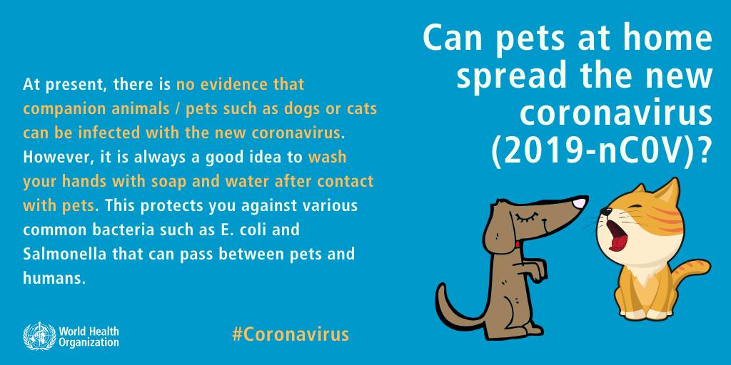 A graphic showing advice from the World Health Organisation stating that they do not believe COVID-19 cannot pass to companion animals [coronavirus and your pet]