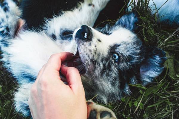 An adorable black and white splattered puppy is laying on grass chomping on a hand that is just trying to give them a pat