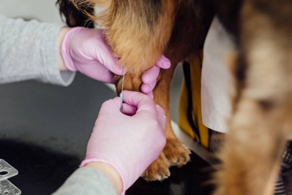 A close up of a pair of hands wearing pink gloves holding a needle near a dogs hind leg
