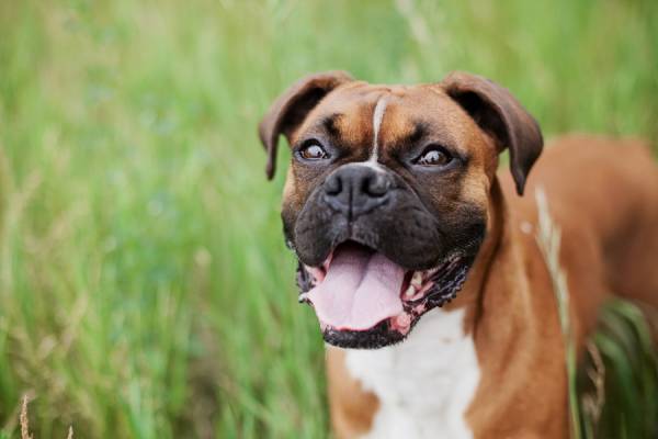 A brown, black and white dog is standing amid green grass