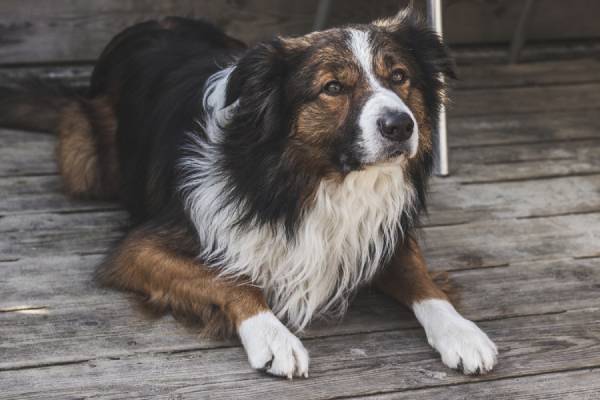 A black, brown and white dog is lying on timber looking intently at something off to the side