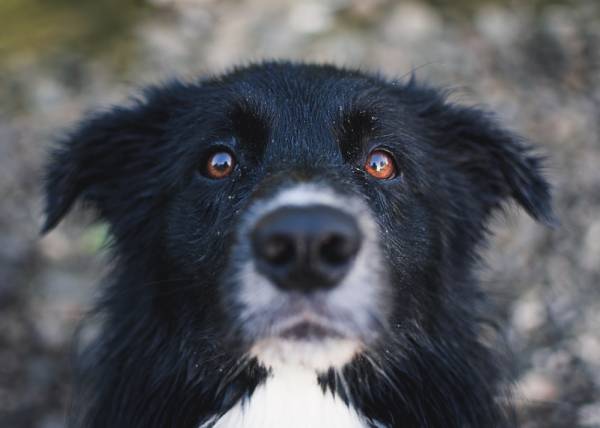 A black and white dog with brown eyes is looking directly into the camera
