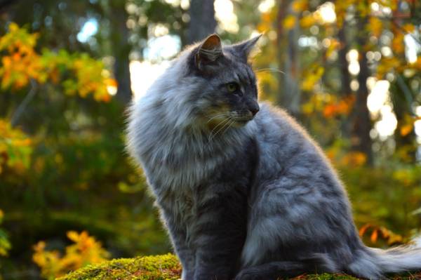 A fluffy grey cat sits on a moss covered log in front of trees with autumn-coloured leaves [coronavirus and your pet]