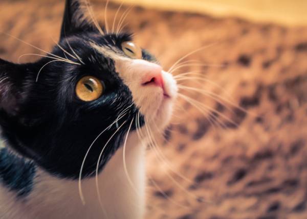 A black and white cat with yellow eyes is looking upwards [coronavirus and your pet]