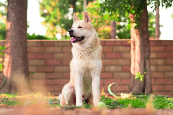A dog is sitting between two trees and a brick wall is visible in the background [coronavirus and your pet]