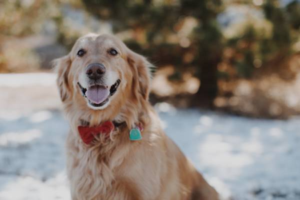 A dog with a red bow tie on its collar is sitting and staring at the camera