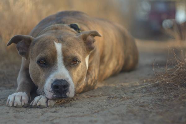 A sweet-eyed brown and white dog is lying down and resting their head on their paws
