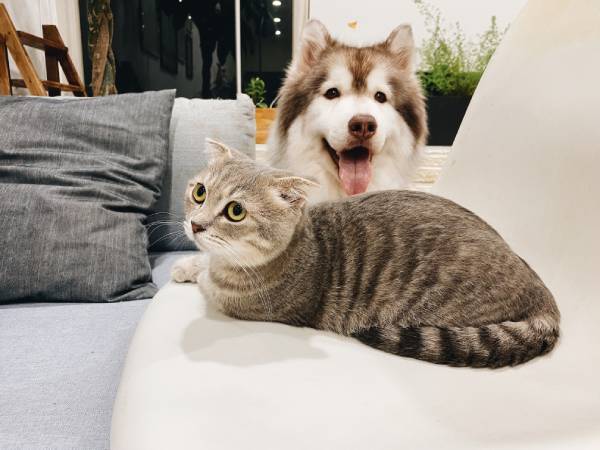A cat and a dog are sitting next to each other on a couch