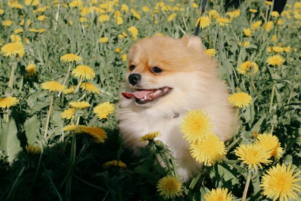 A dog is sitting happily in a field of yellow flowers