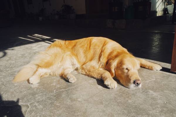 A Golden Retriever is sleeping soundly on a polished concrete floor