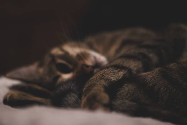 A dark and moody photo of a brown tabby cat all curled up